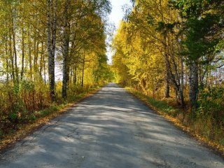 аллея по дороге к Родному