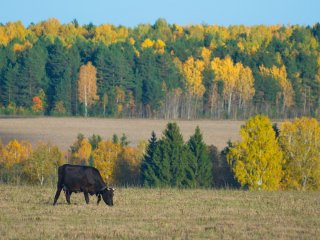 осенняя пастораль - по дороге к Родному