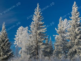На участке ели, пихты, березы