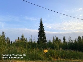 взрослые ели и пихты на участке